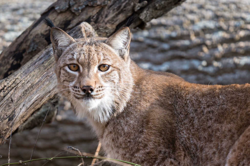 Luchs Tierpark